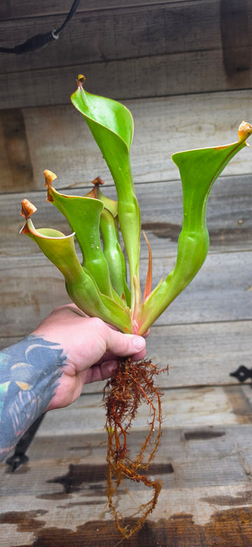Heliamphora glabra x nutans
