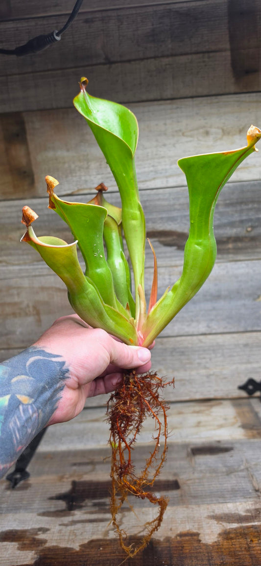 Heliamphora glabra x nutans