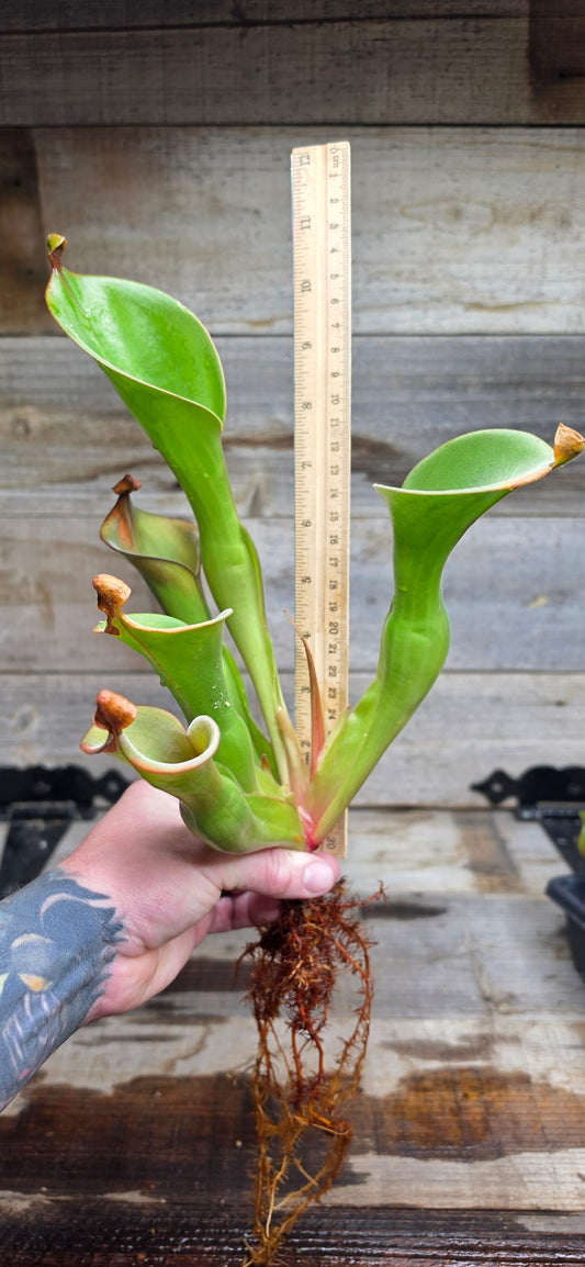 Heliamphora glabra x nutans
