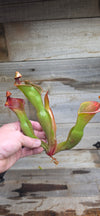 Heliamphora glabra x nutans