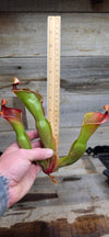 Heliamphora glabra x nutans