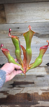 Heliamphora glabra x nutans
