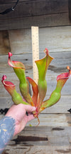 Heliamphora glabra x nutans