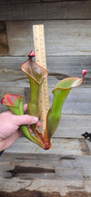 Heliamphora glabra x nutans