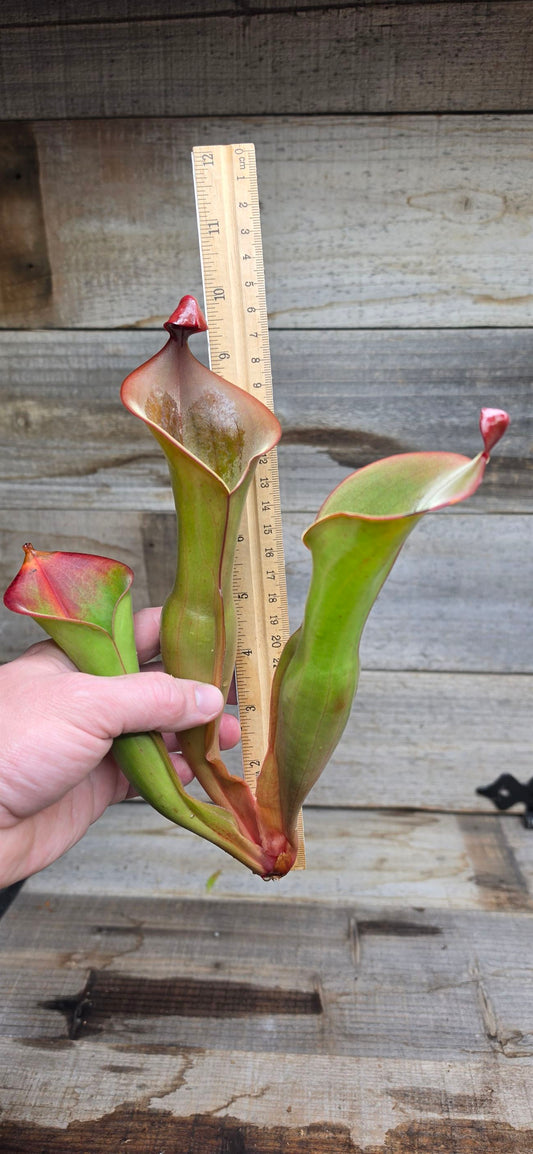 Heliamphora glabra x nutans