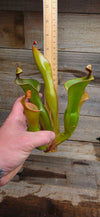 Heliamphora glabra x nutans