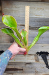 Heliamphora glabra x nutans