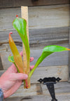 Heliamphora glabra x nutans