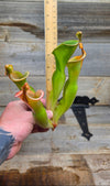 Heliamphora glabra x nutans