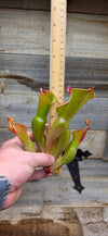 Heliamphora glabra x nutans