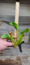 Heliamphora glabra x nutans