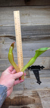 Heliamphora glabra x nutans