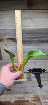 Heliamphora glabra x nutans