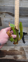 Heliamphora glabra x nutans