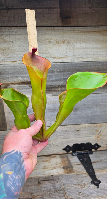 Heliamphora heterodoxa x ionasi AW