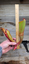 Heliamphora folliculata {Murosipan Tepui, Venezuela} AW