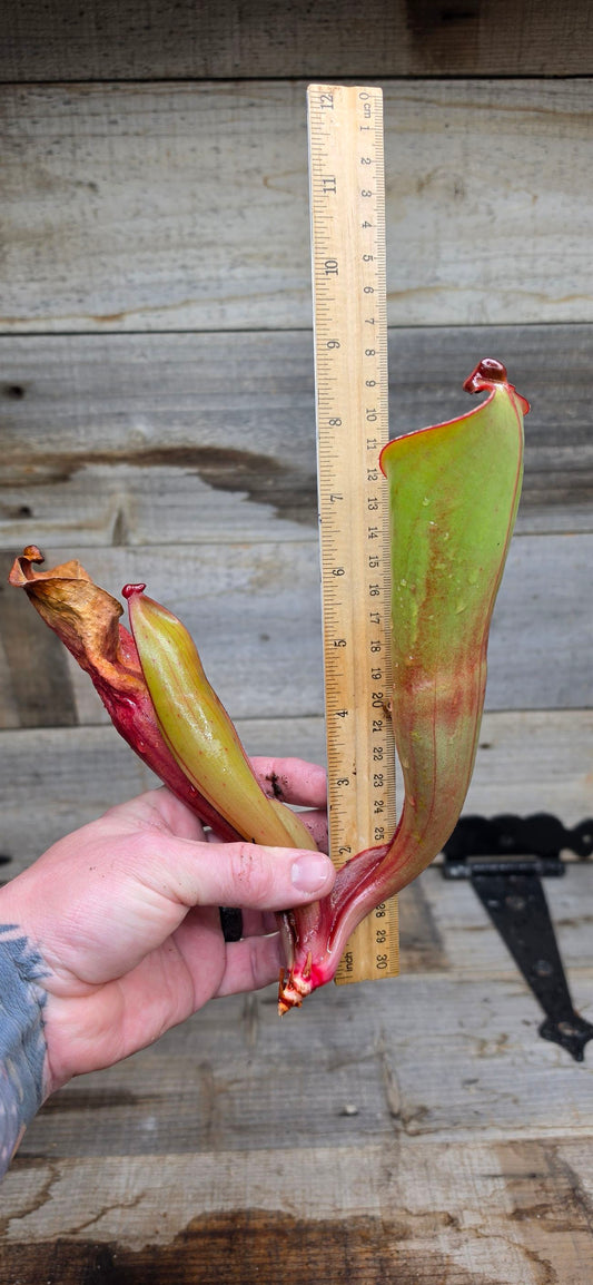 Heliamphora folliculata {Murosipan Tepui, Venezuela} AW