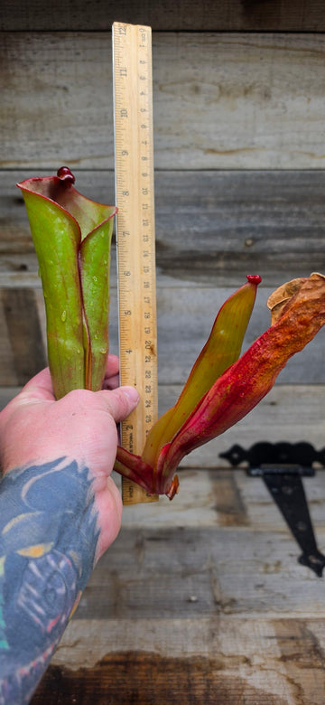 Heliamphora folliculata {Murosipan Tepui, Venezuela} AW