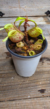 Nepenthes ampullaria "Green, Spotted"