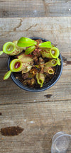 Nepenthes ampullaria "Green, Spotted"
