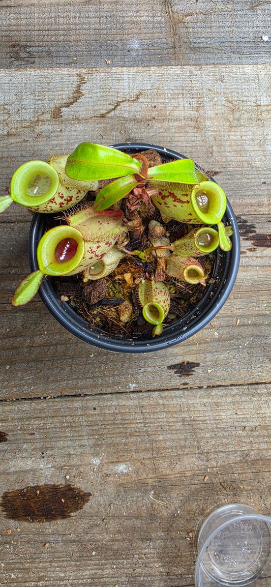 Nepenthes ampullaria "Green, Spotted"
