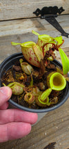 Nepenthes ampullaria "Green, Spotted"