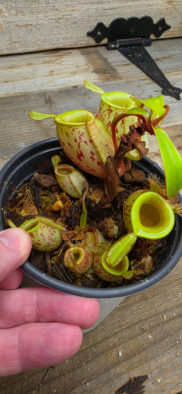 Nepenthes ampullaria "Green, Spotted"