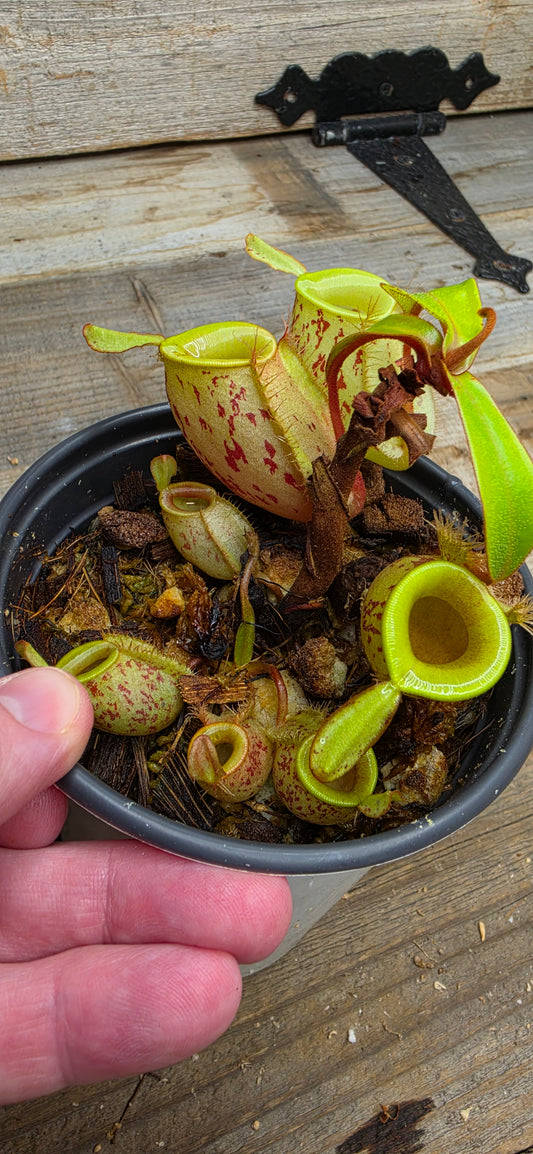 Nepenthes ampullaria "Green, Spotted"