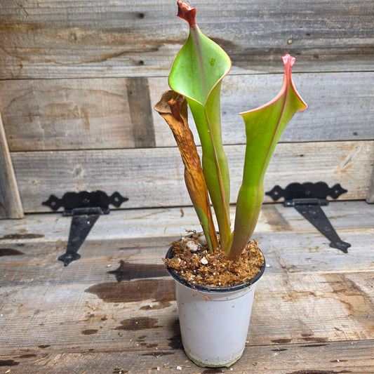 Heliamphora 'Godzilla'