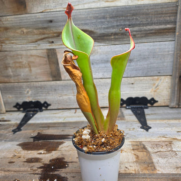 Heliamphora 'Godzilla'