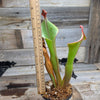 Heliamphora 'Godzilla'