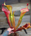 Heliamphora 'Godzilla'