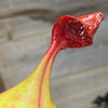 Heliamphora 'Godzilla'