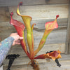 Heliamphora 'Godzilla'
