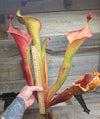 Heliamphora 'Godzilla'