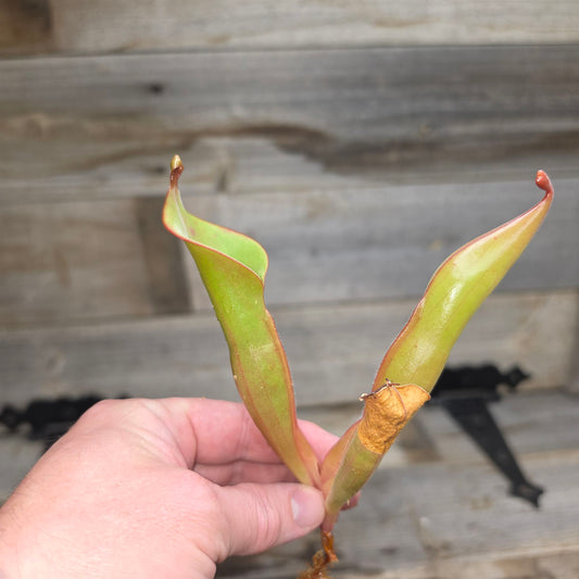 Heliamphora 'Godzilla'