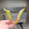 Heliamphora 'Godzilla'