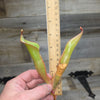 Heliamphora 'Godzilla'