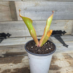 Heliamphora 'Godzilla'
