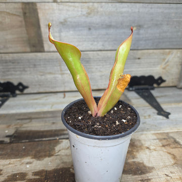 Heliamphora 'Godzilla'