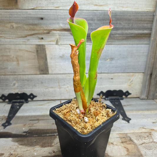 Heliamphora parva (Cerro Neblina)