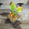 Heliamphora parva (Cerro Neblina)