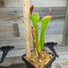 Heliamphora parva (Cerro Neblina)