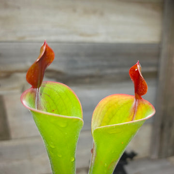 Heliamphora parva (Cerro Neblina)