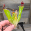 Heliamphora parva (Cerro Neblina)