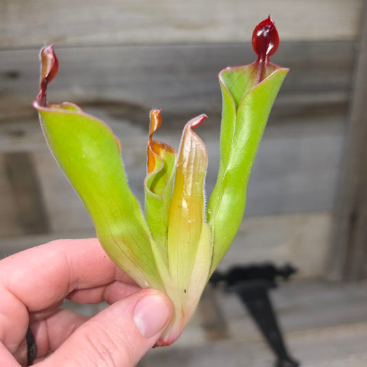 Heliamphora parva (Cerro Neblina)