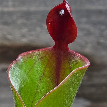 Heliamphora parva (Cerro Neblina)