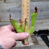 Heliamphora parva (Cerro Neblina)
