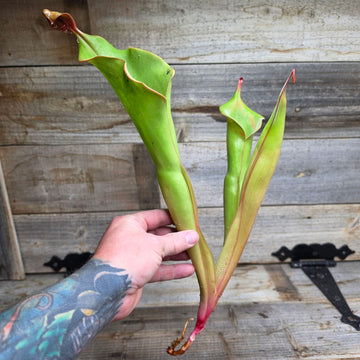 Heliamphora 'Godzilla'