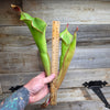 Heliamphora 'Godzilla'